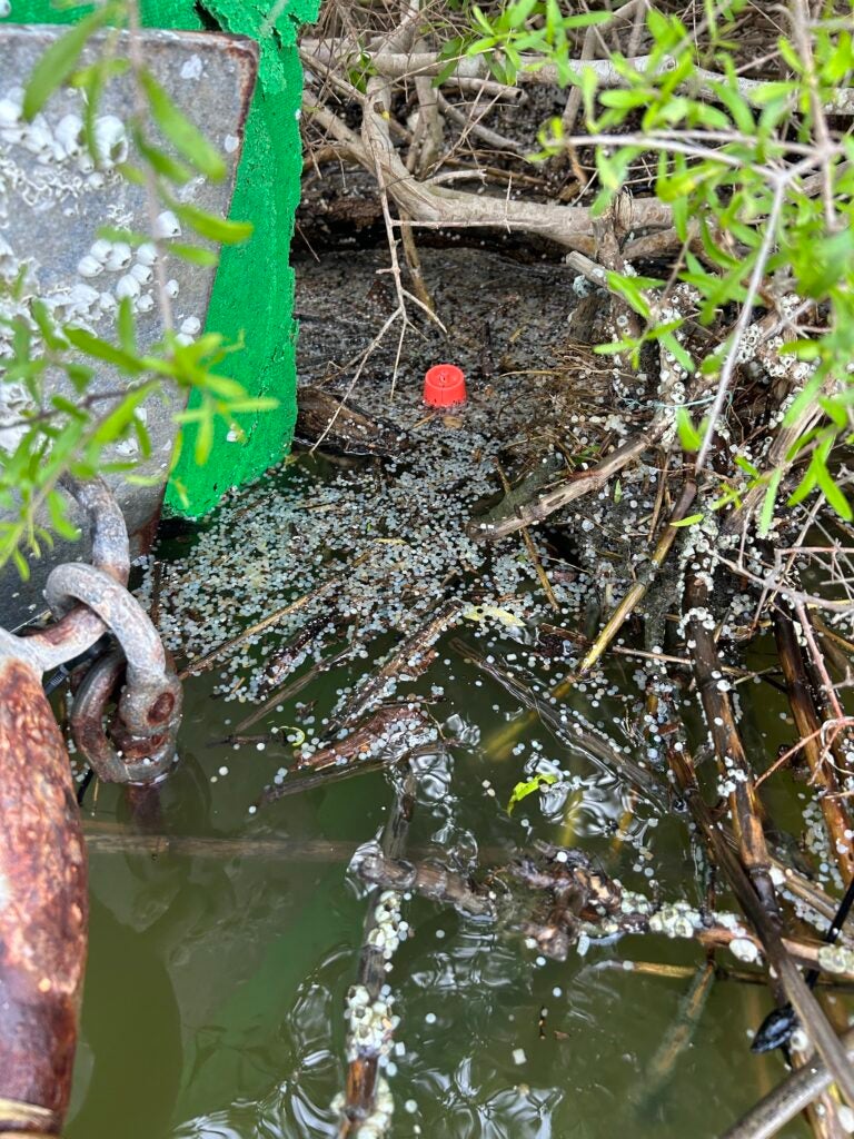Plastic pellet (nurdle) pollution near Dow-UCC Braskem plastic production facility in Seadrift, Texas.