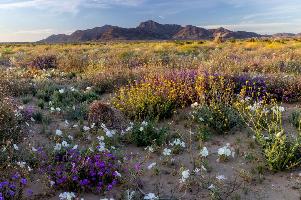 A view of wildflowers and the Mule Mountains located in Chuckwalla National Monument. (Bob Wick / BLM)