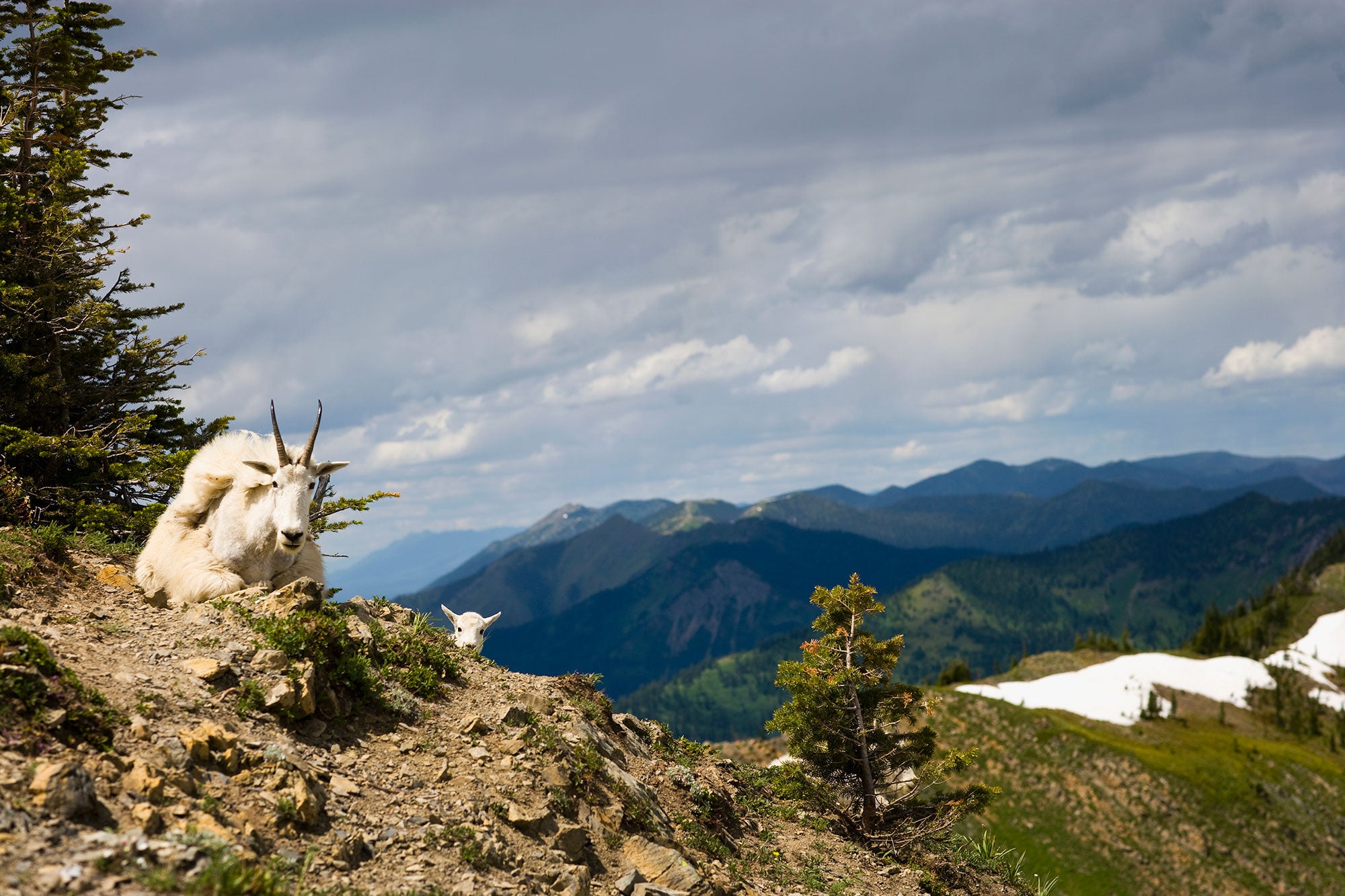 A mountain goat and kid in Bob Marshall Wilderness, a designated roadless area in Montana.