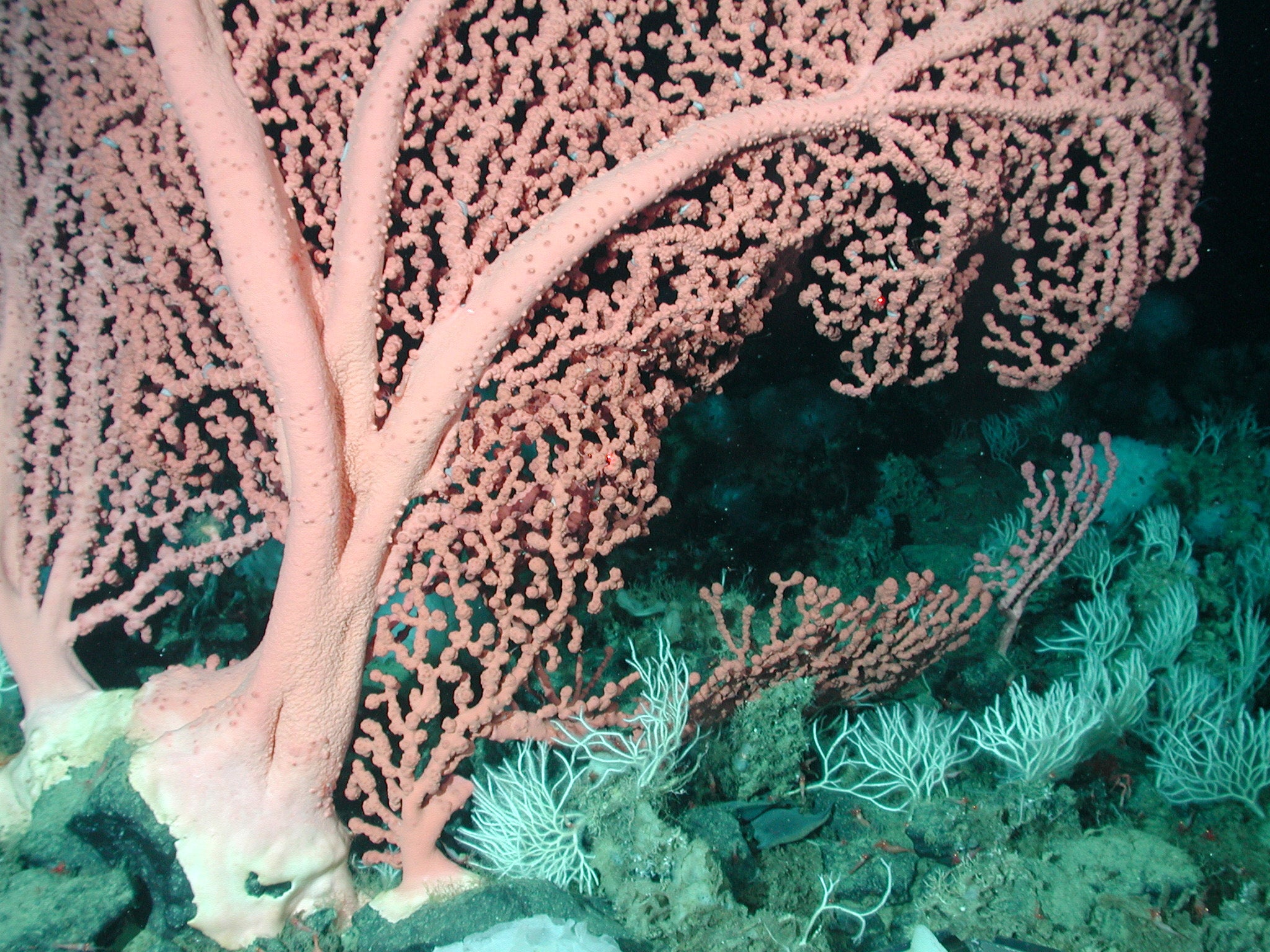 Close-up of an underwater dusky pink coral with thick main trunks and smaller growths extending out in a fan-like shape. Delicate, thread-like white corals grow around the base of the large pink coral.