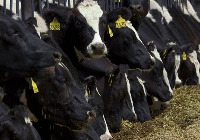 Cows at a factory farm.