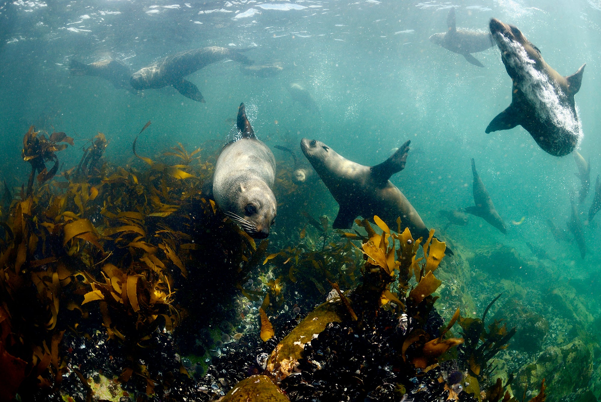 A dozen or more seals swim underwater around a bed of vegetation, just below the surface