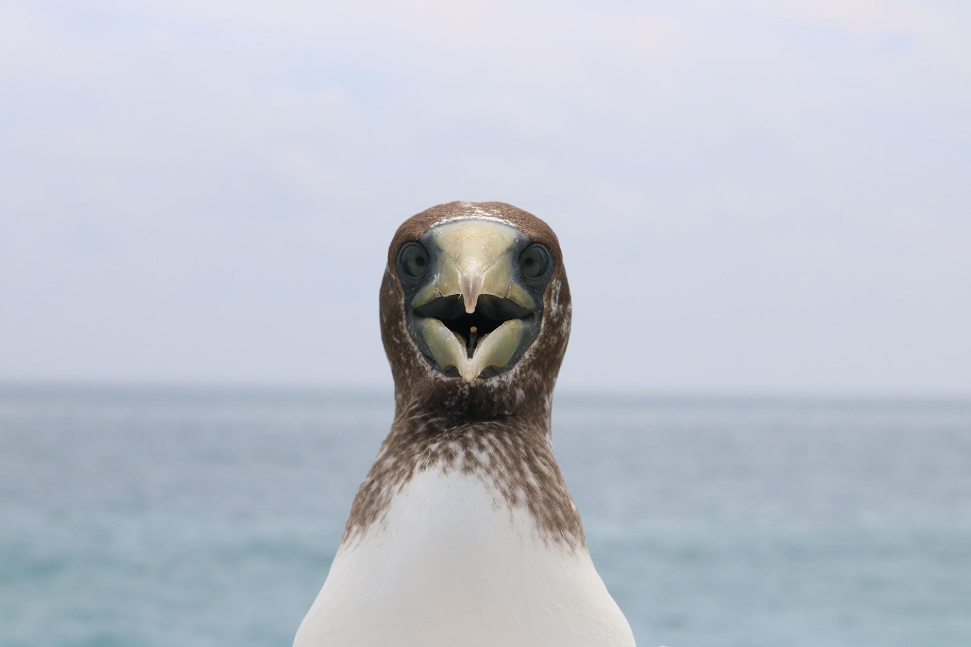 johnston-atoll_bird_peter-xiong-fws