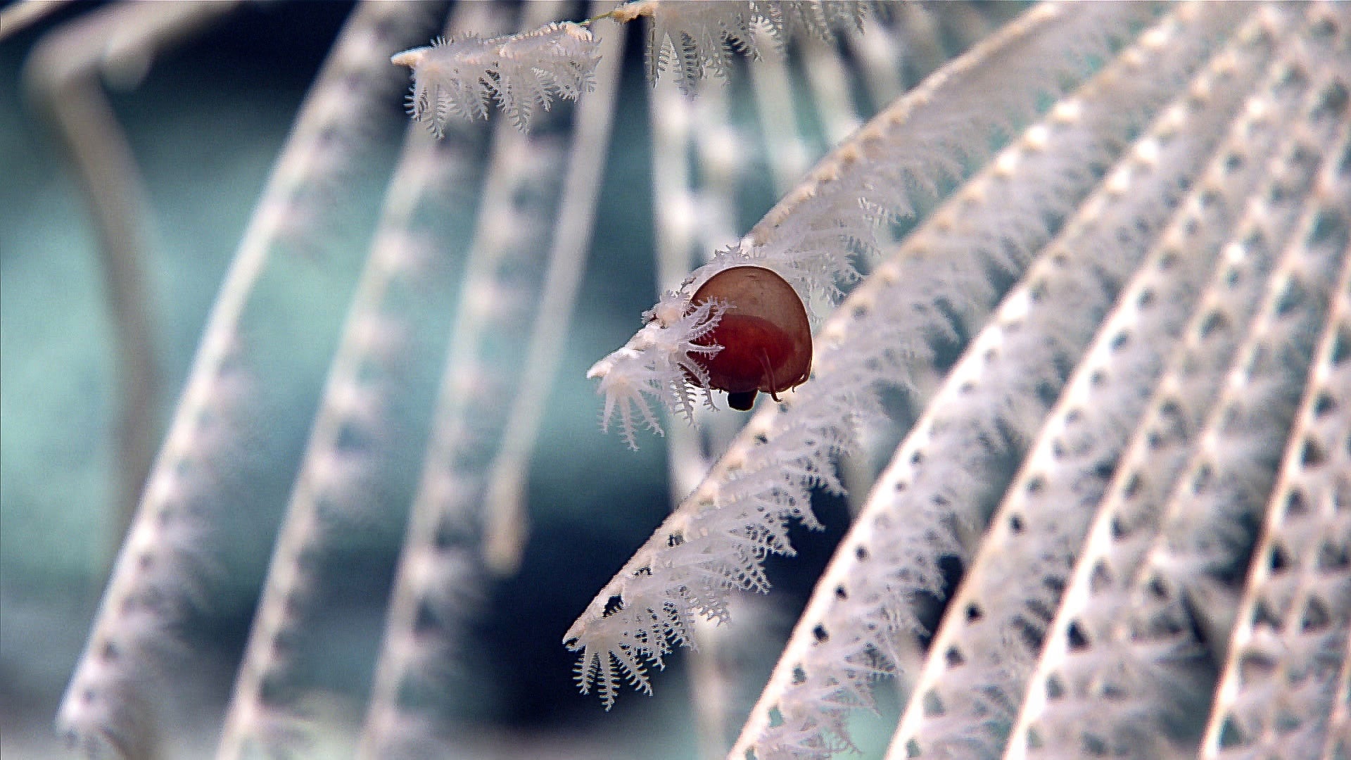 A tiny hydrozoan jellyfish Aegina, a small medusae which feeds on the polyps of bamboo corals, in the New Seamount Summit Cone in the Johnston Atoll Unit of the Pacific Islands Heritage Marine National Monument.