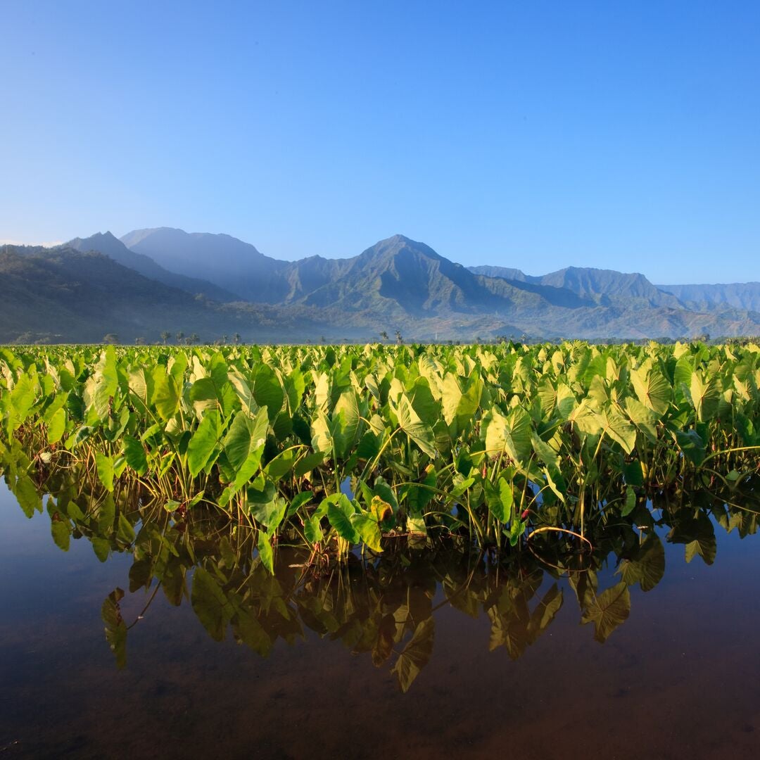 A field of taro. Mountains in the background. Water in the foreground.