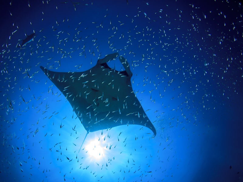 The United Nations recently adopted an oceans goal for the first time to “conserve and sustainably use the oceans, seas and marine resources for sustainable development.”