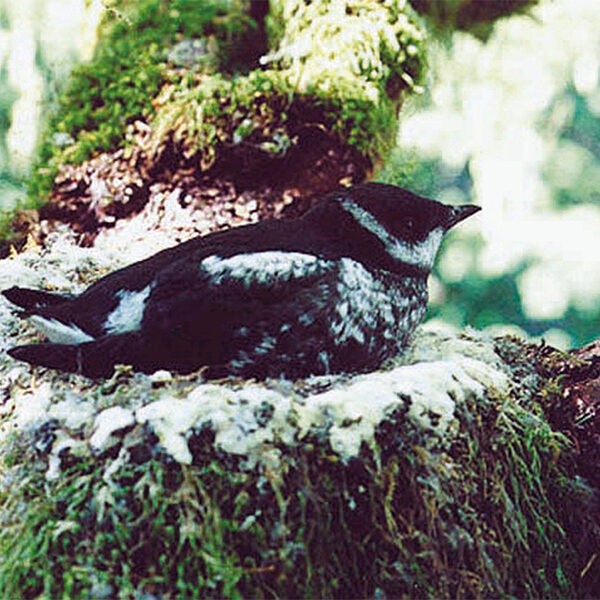 A nesting marbled murrelet.