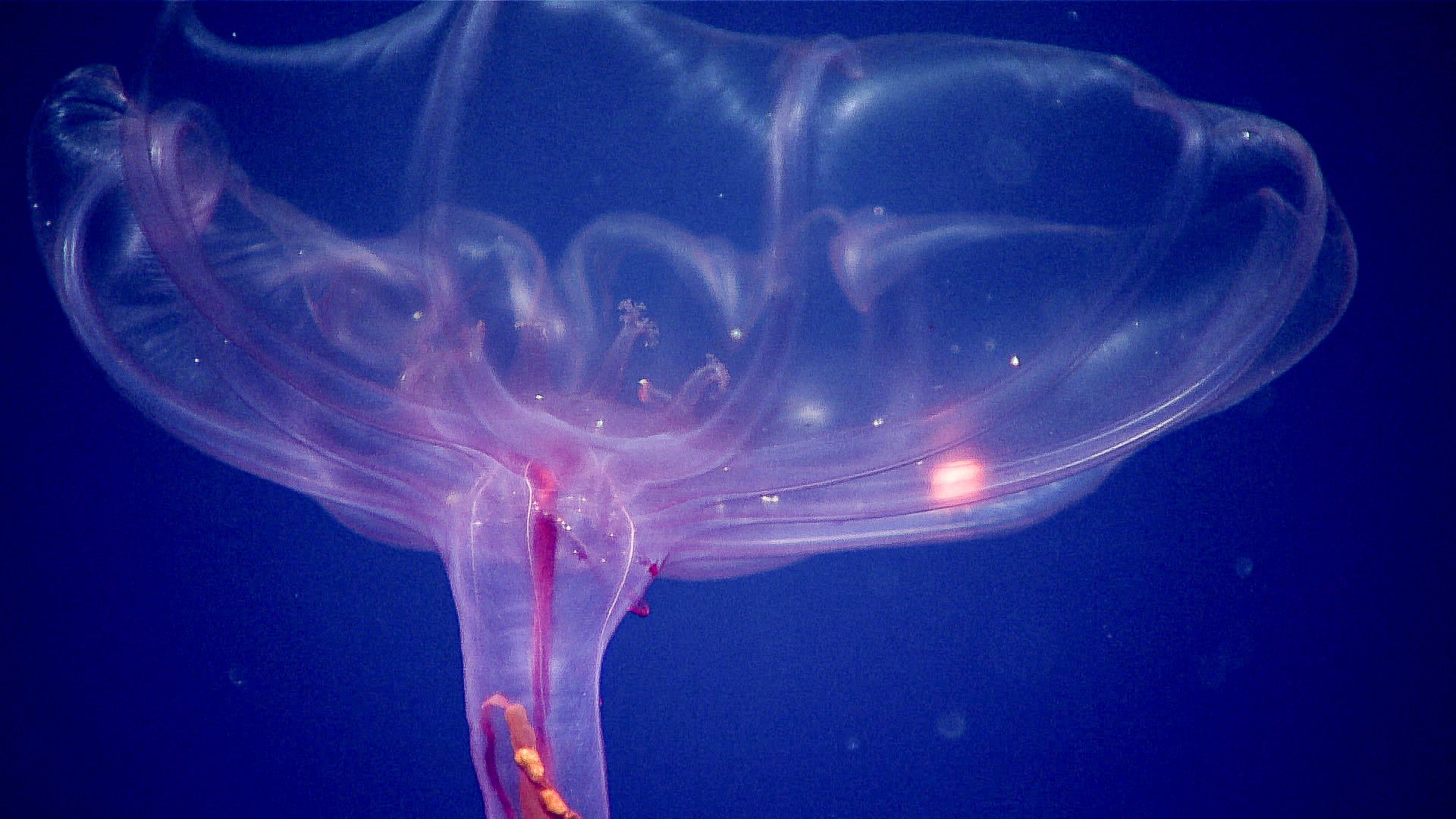 This pelagic holothurian (deep-sea swimming cucumber), seen in the waters in and near the Pacific Islands Heritage Marine National Monument, is unusual in appearance when compared with other sea cucumbers because of its resemblance to a jellyfish.
