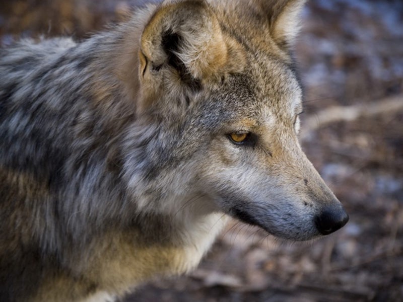 A Mexican gray wolf.