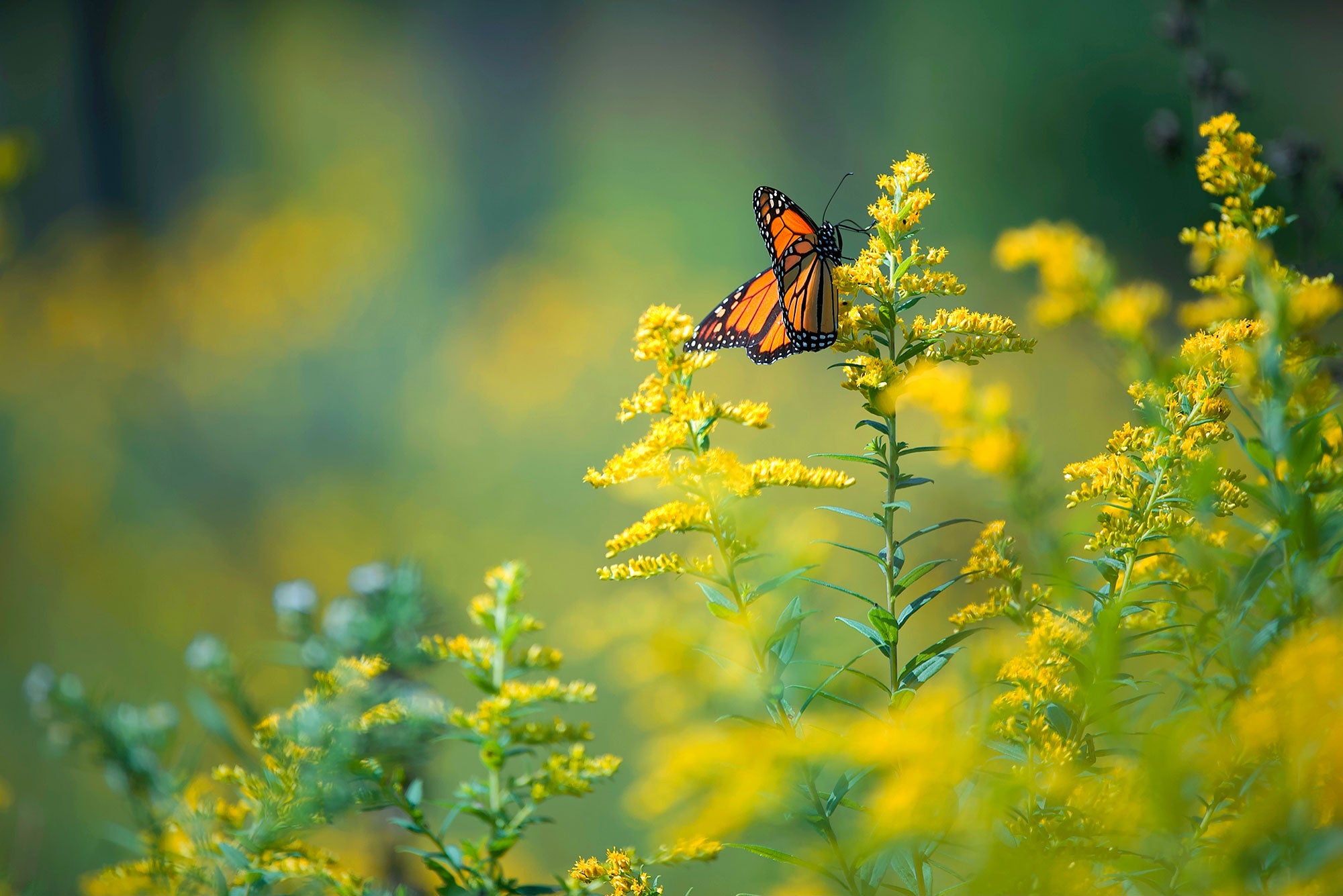 A single black and orange monarch butterfly on yellow goldenrod plants.
