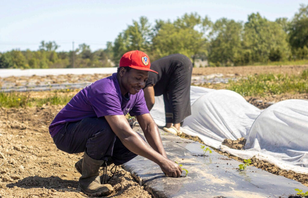 A man tends to small plants in a covered row of soil in a large tilled field.