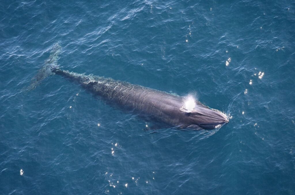 A Gulf of Mexico Rice’s whale – one of the world’s rarest whales– in the western Gulf of Mexico, observed by aerial survey in 2024.