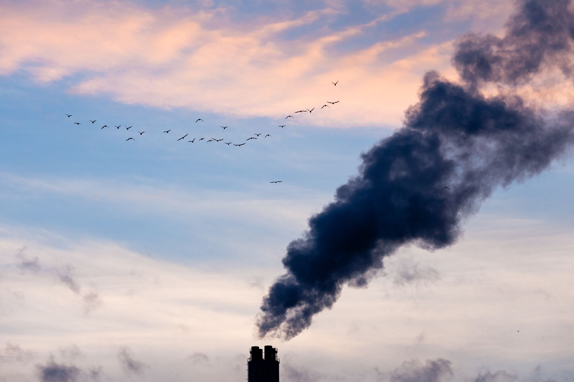 A flock of birds fly past a smokestack of a coal-fired power plant.