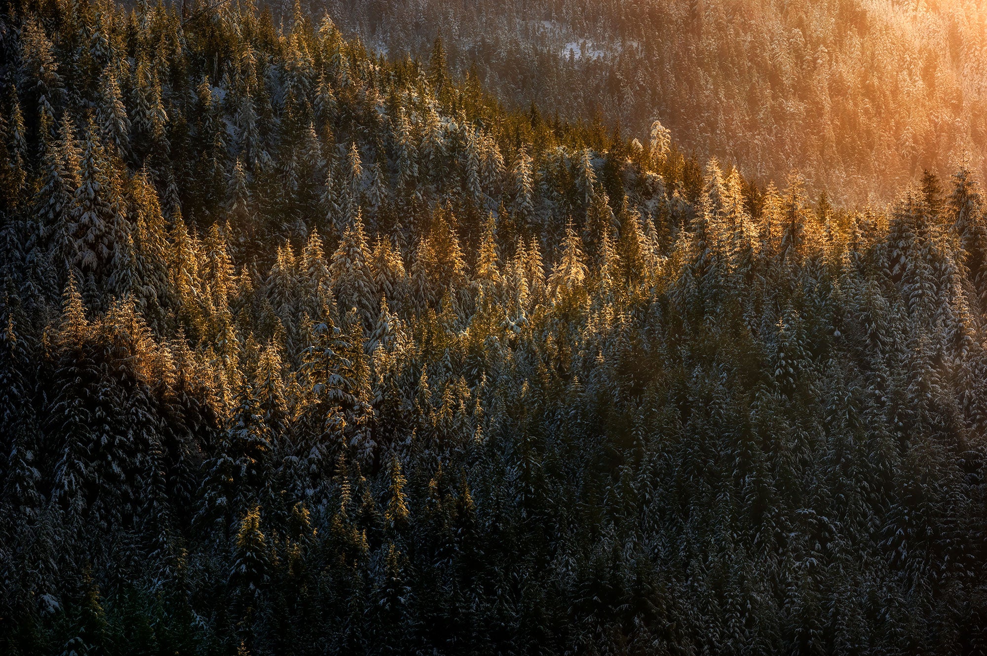 An aerial view of trees in Tongass National Forest.