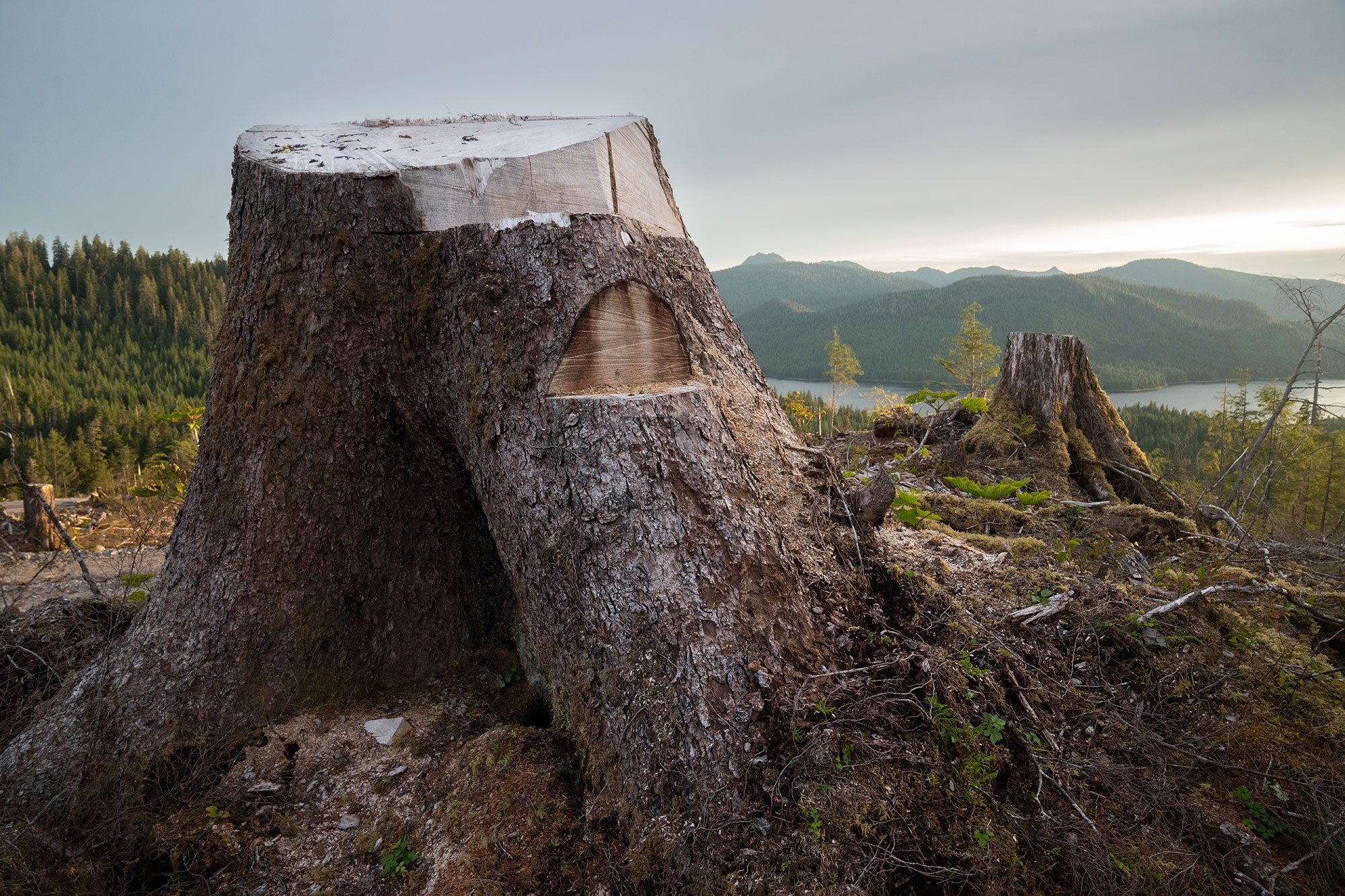 Clearcut area north of Thorne Bay on Prince of Wales Island on U.S. Forest Service land within the Tongass National Forest, Alaska.