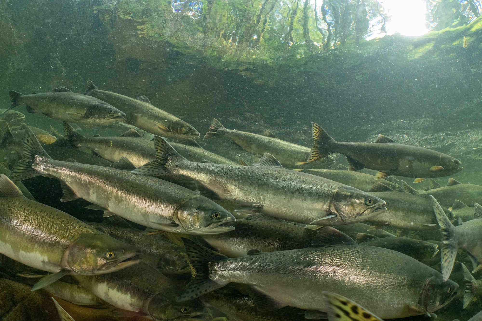 Pink salmon spawning in Maybeso Creek, near Hollis, Alaska, Tongass National Forest.