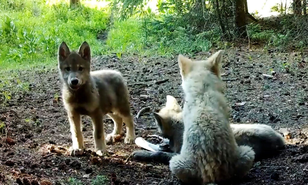 Wolf pups in Colorado.